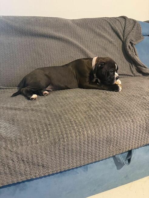 Buldog kontynentalny