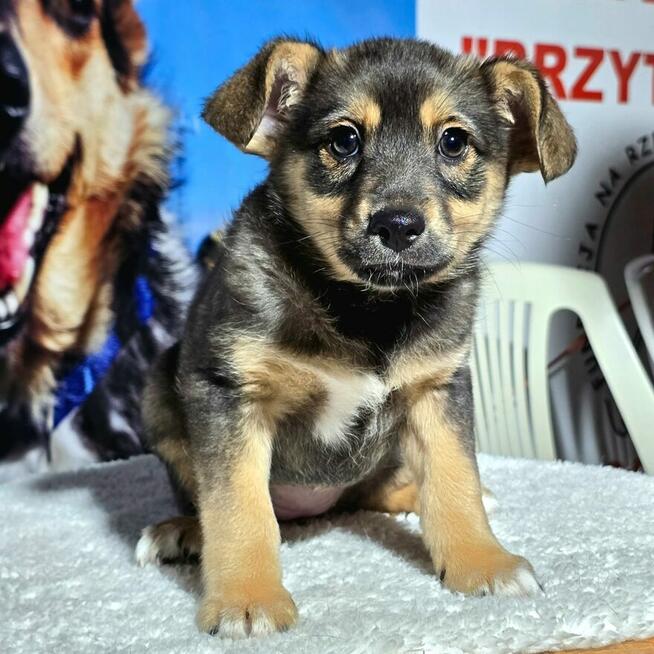 Celinka – delikatna sarenka spragniona miłości Za darm