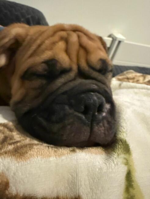 Buldog Kontynentalny