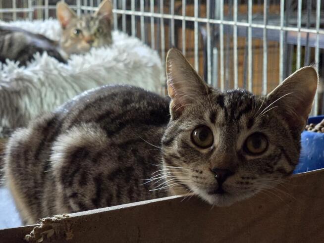 Śliczne, milutkie, bure koteczki do adopcji.