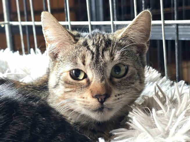 Śliczne, milutkie, bure koteczki do adopcji.