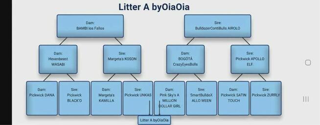 Buldog kontynentalny