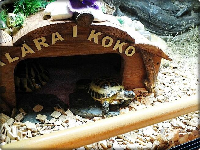 Duże Terrarium z szafką + Żółw Grecki i Stepowy z dokumentam