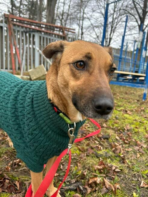 Cudowna sunia kochająca ludzi pragnie znaleźć wspanialy dom