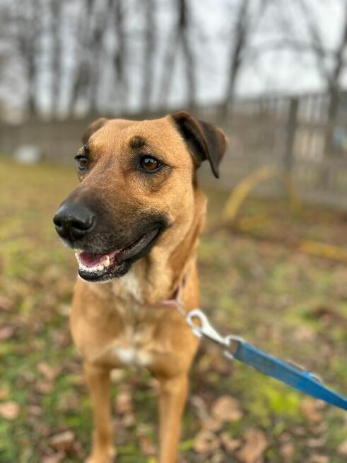 Cudowna sunia wyrzucona z synem czeka na kochający dom