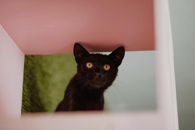 Koks - roczny, cudowny kociak szuka domu!