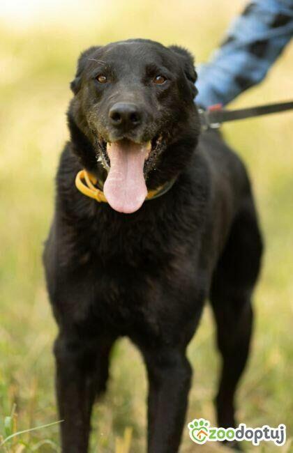 HARY - biedny, czarny, porzucony psiak, adoptuj!