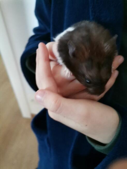 Chomik syryjski czarno biały +klatka+pokarm