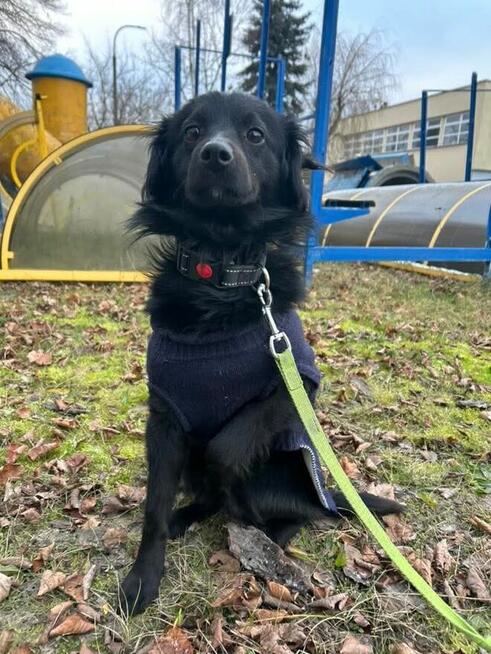 FLOREK cudowny nieśmiały młodziak szuka PILNIE domu