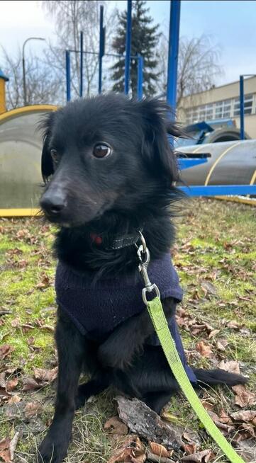 FLOREK cudowny nieśmiały młodziak szuka PILNIE domu