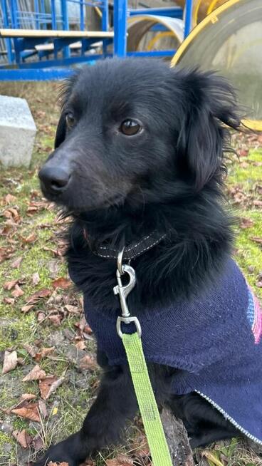 FLOREK cudowny nieśmiały młodziak szuka PILNIE domu