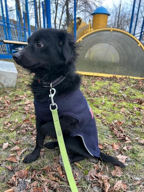 FLOREK cudowny nieśmiały młodziak szuka PILNIE domu