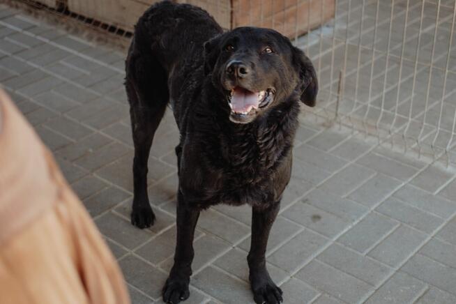 Pluto - łagodny, wesoły LABRADOR mix szuka domu