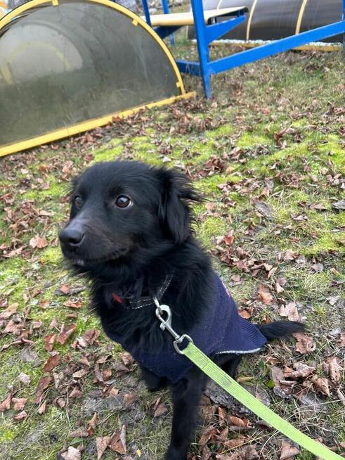 FLOREK cudowny nieśmiały młodziak szuka PILNIE domu