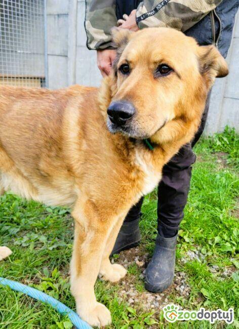 TUPTUŚ - zapomniany przez wszystkich, kochany psiak do adopc