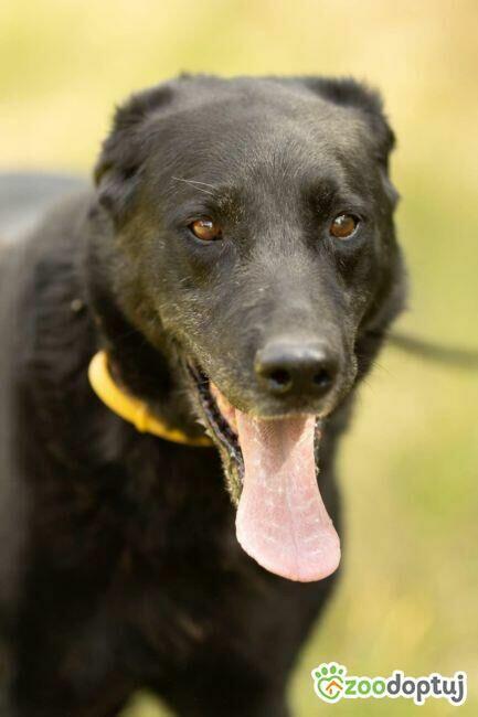 HARY - biedny, czarny, porzucony psiak, adoptuj!