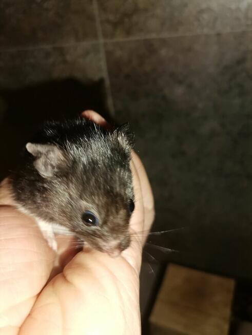 Chomik syryjski czarno biały +klatka+pokarm