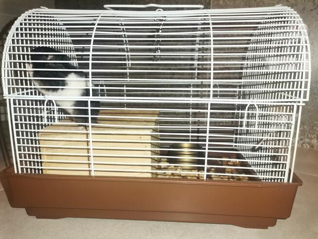 Chomik syryjski czarno biały +klatka+pokarm