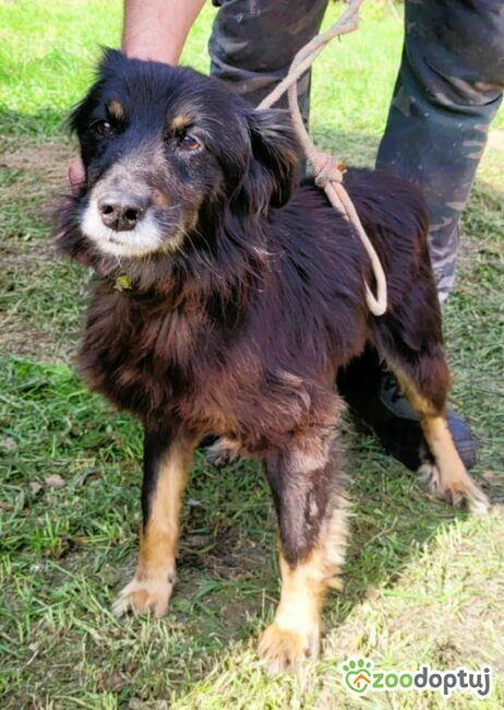 PIMPUŚ - kochany seniorek szuka dobrego domu