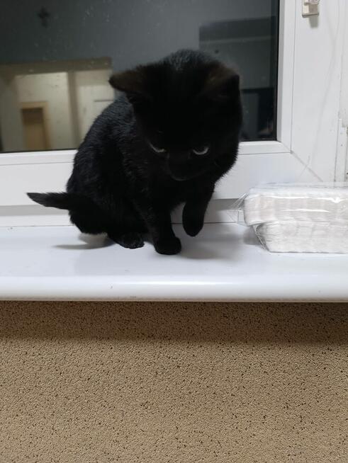 Oddam kota w dobre ręce