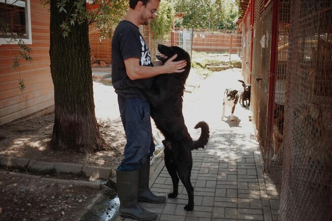 Pluto - łagodny, wesoły LABRADOR mix szuka domu