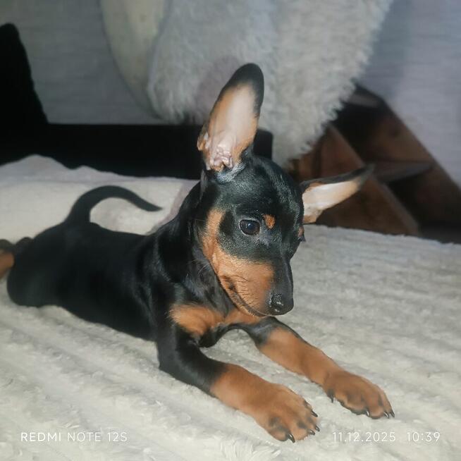 Pinczer Miniaturowy szczenię suczka FCI