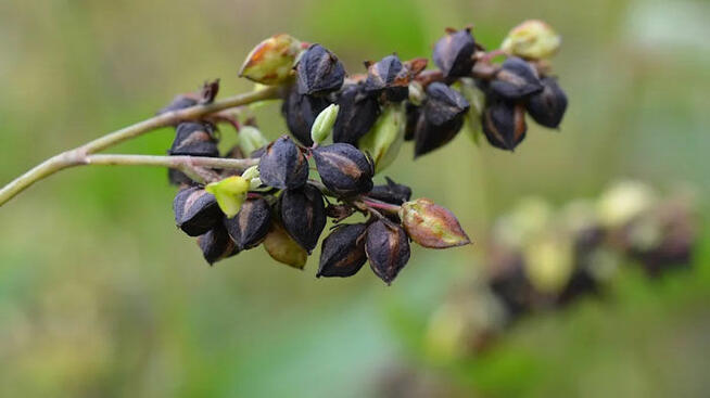 Herbata gryczana Soba Cha 1kg Tatarka Korytowo