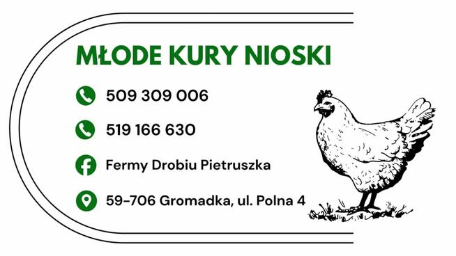 Kury nioski 12–20 tyg. | Dostawa GRATIS | Ferma Drobiu