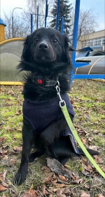 FLOREK cudowny nieśmiały młodziak szuka PILNIE domu