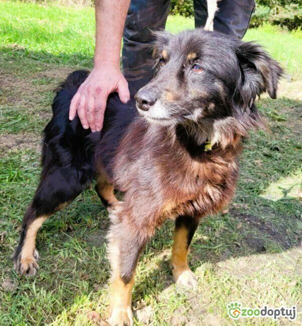 PIMPUŚ - kochany seniorek szuka dobrego domu