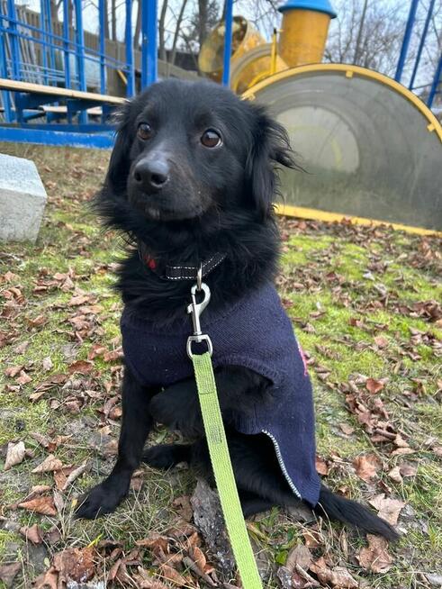 FLOREK cudowny nieśmiały młodziak szuka PILNIE domu