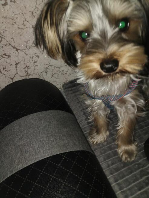 Reproduktor york miniaturka