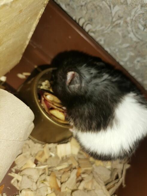 Chomik syryjski czarno biały +klatka+pokarm