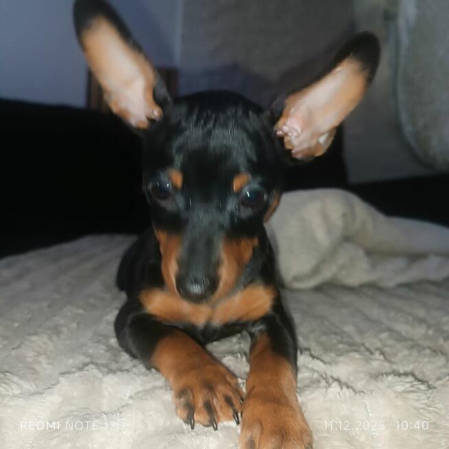 Pinczer Miniaturowy szczenię suczka FCI