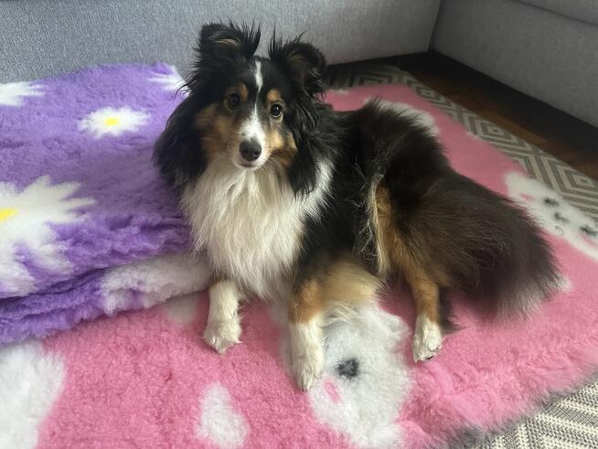 Owczarek szetlandzki, sheltie ZKwP FCI szczenięta tricolor