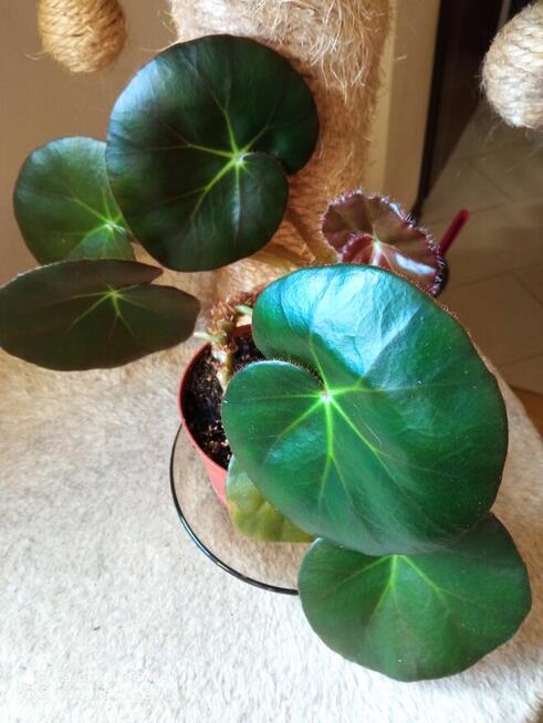 Cylindropuntia subulata- sukulent ten i inne...