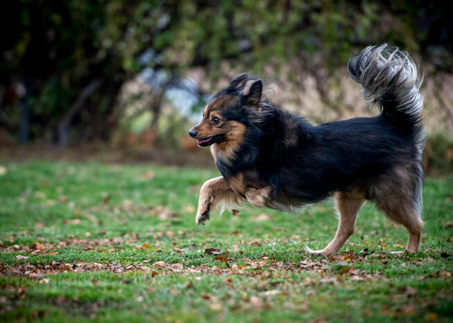MacGyver – czy to już jego kolej?