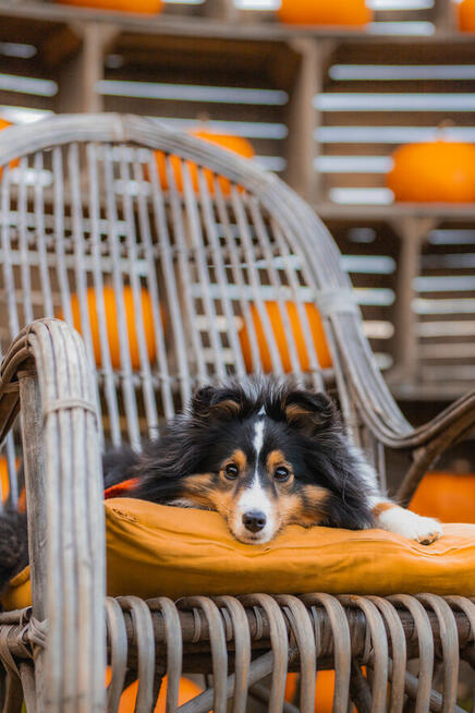 Owczarek szetlandzki, sheltie ZKwP FCI szczenięta tricolor