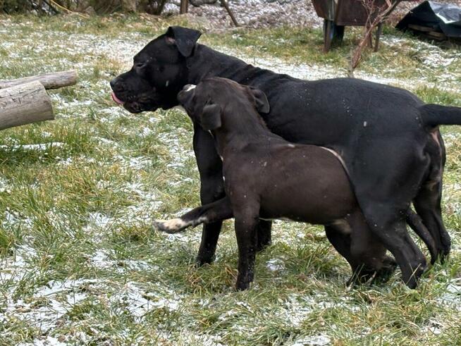 Amstaff suczka z rodowodem