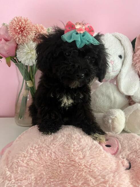 Wbierz mnie, kochane Maltipoo szukają domu! Rodowód, wyprawk