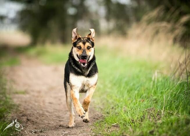 Sara – nieśmiała na start, wierna do końca