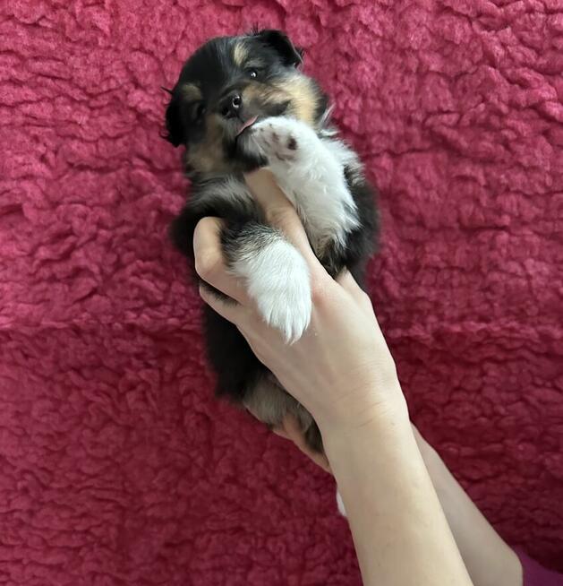 Owczarek szetlandzki, sheltie ZKwP FCI szczenięta tricolor