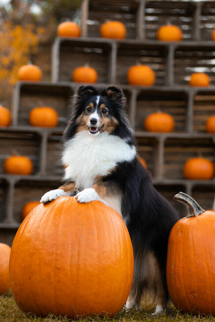 Owczarek szetlandzki, sheltie ZKwP FCI szczenięta tricolor