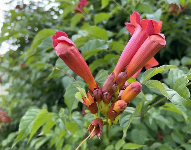 Działka rekreacyjna ROD