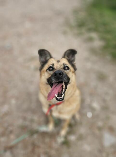Marzę o spokojnym domu i spacerach po łące! - Hania