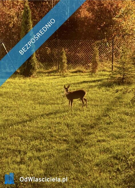 Dom siedlisko posiadłość z dużym potencjałem pod lasem z szeroką dzałką