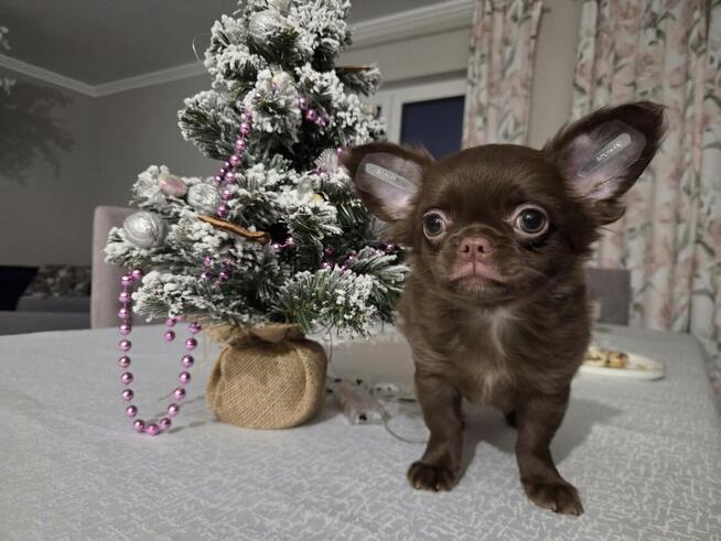 Chihuahua czekoladowa sunia