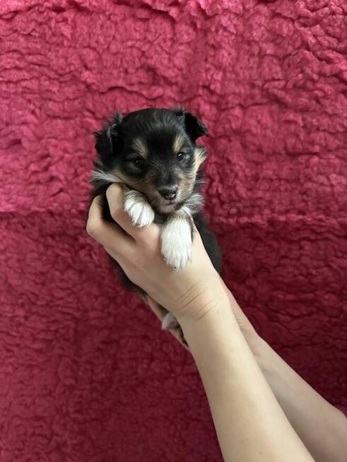 Owczarek szetlandzki, sheltie ZKwP FCI szczenięta tricolor