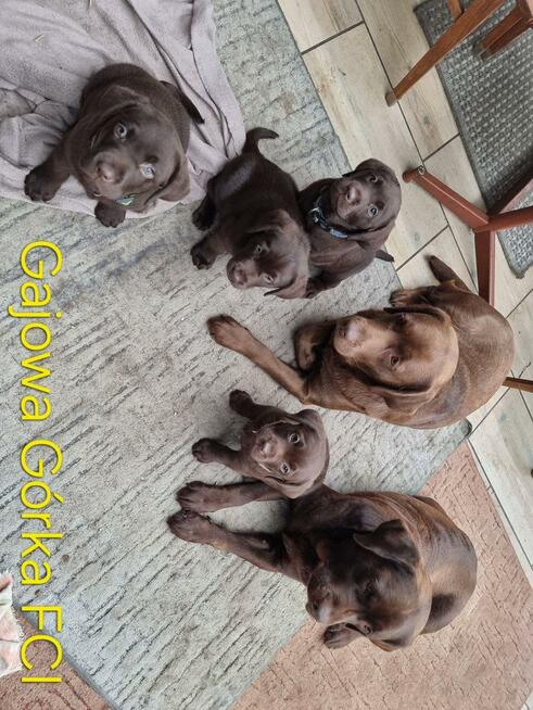 Labrador szczeniaki FCI ZkwP o/Wrocław