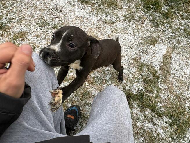 Amstaff suczka z rodowodem